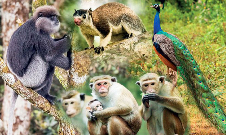 සත්ව සංගණනයේ වාර්තාව අද